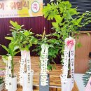 연진화분