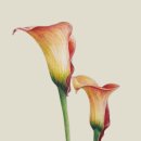 당신의 꽃그림 보테니컬 아트 | 식물의 숨결을 그리다 – 보테니컬 아트 7점 아카이브