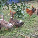 이슬농장 이미지