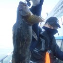 킹콩낚시 이미지