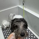 버블펫 | 장항동애견미용 버블펫 방문후기