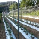 유황 토마토 성공사례-발효유황으로 키운 친환경 토마토 이미지