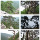 두타산(강원 동해) 소나무 산행 [2009-06-28/바로툴] 이미지