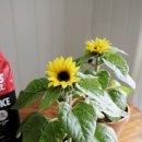 해바라기둘 이미지