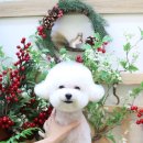 견공작소 이미지