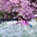 4/15~4/16 제주 봄 여행 BEST (가파도, 광치기해변, 우도, 감사공묘역, 김녕바닷길) 이미지