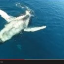 흰고래 이미지