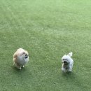 멍멍이와 숲속에서 | 경주강아지수제간식 자연 속 애견과 떠나는 힐링 여행 후기