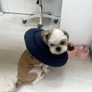 용봉동아델리움인비엔날레경로당 | 광주 북구 용봉동 속눈썹펌 '오엘드' 블랙틴팅 솔직후기