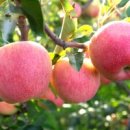 효림초정문 이미지