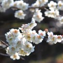 고향의 봄 이미지