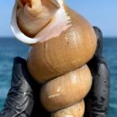 골뱅이상회 이미지