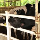 상몽농장2 이미지