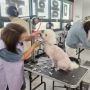 애견미용 이미지