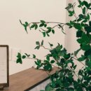 피부,희다 장기점 이미지