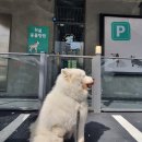 아이앤지동물병원 | 해운대 동물병원 아이앤지동물병원 치석제거받은후, 입냄새 전혀안나요!