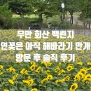 개화농장 | 무안 가볼만한 곳 무안 연꽃축제 회산백련지 연꽃 개화 상태 최신 방문 후기