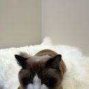 무릎 위의 고양이 무냥 이미지