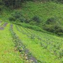 클로바농장 이미지