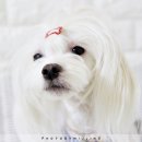 다래동물병원 이미지