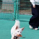 멍멍이 달린다 이미지