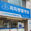 엔젤동물병원 | [대전/내동] 대전애견미용 퍼피엔젤반려동물병원 대전 말티즈 미용 완전추천🐶