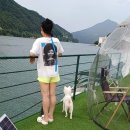 쁘띠독 이미지