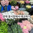 리티시아 | 꽃으로 태교하기💐양재꽃시장 가격/꽃시세/꽃바구니