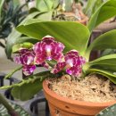Phalanopsis Ks Super Zebra 84 이미지