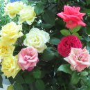 장미찻집 이미지