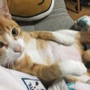 동이몽이 이미지