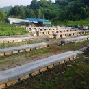 벧엘 양봉 이미지