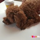 멍멍이다방 이미지