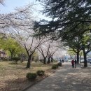 영남대학교 산학협력단 | 영남대학교 벚꽃 놀이 즐긴 후기/영남대 벚꽃 포토존