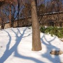 봄나무 - 강릉시 솔올로5번길 52 | 봄나무