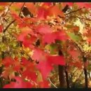 autumn leaves (Eric Clapton) 이미지