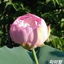 미미향 이미지