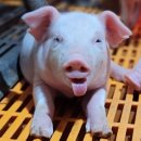 양돈 생산액 9조원대…농업 1위 굳건 &#34;24년 9조2천억원…전년비 0.8% ↑&#34; 이미지