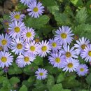 쑥부쟁이 이미지