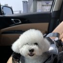 집에서도 간단히 반려견 미용 이미지