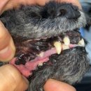 백두산동물병원 이미지