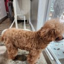 너와함개냥 | 포천 유기견 입양 카페 | 너와함개냥 | 봉사활동 후기