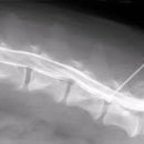 성심동물병원 이미지