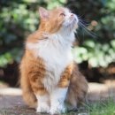 애묘(고양이)백과 - 세라데 쁘띠 (Serrade Petit Cat) 이미지