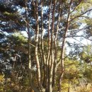 봉무공원야영장 이미지