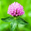 클로버약국 이미지