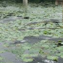 세미원 연꽃박물관 이미지