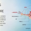 오즈헤어 이미지