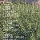 로즈메리 이미지