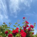 장미당구장 이미지